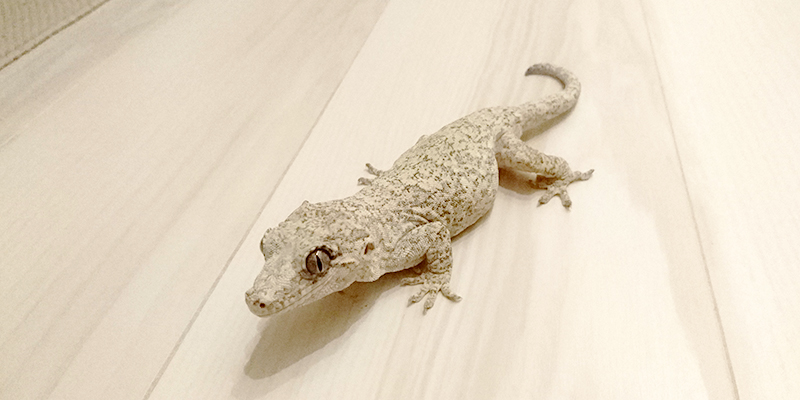 ガーゴイルゲッコーの価格 ポイント 参考価格 Gecko Life