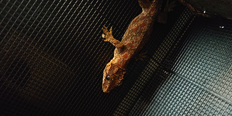 ガーゴイルゲッコーの飼育用品 鉢底ネット ２０ ３０ｃｍ Gecko Life